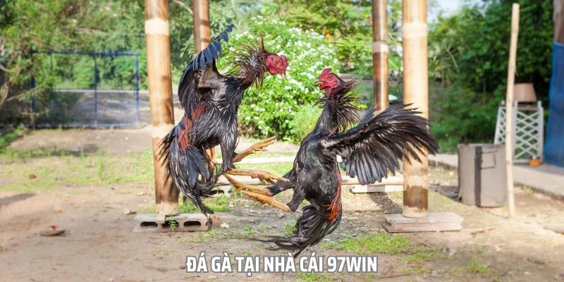 Đá Gà Tại Nhà Cái 97win - Đấu Trường Khốc Liệt Đầy Gay Cấn