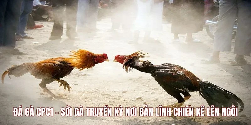 Đá Gà CPC1 - Sới Gà Truyền Kỳ Nơi Bản Lĩnh Chiến Kê Lên Ngôi